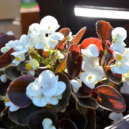 Kuca Za Odmor Radovanovic 3* 데스포토바츠