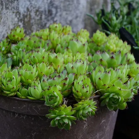 Kuca Za Odmor Radovanovic 게스트하우스 3*