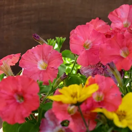 Kuca Za Odmor Radovanovic 데스포토바츠