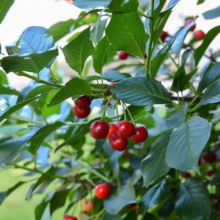 Kuca Za Odmor Radovanovic 데스포토바츠